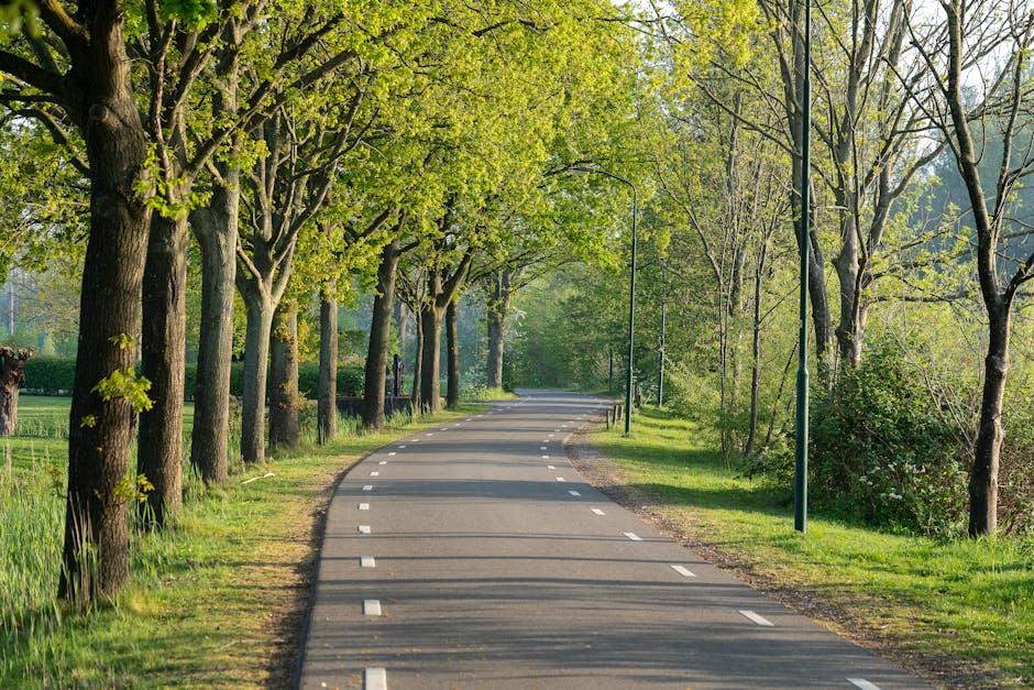 A quiet, tree-lined residential street with a paved road surface marked with white dashed lines along the centre, flanked by tall trees with fresh green leaves on both sides. The trees cast partial shadows on the road, indicating dappled sunlight. On the right side, there are evenly spaced street lamps, and a narrow grassy verge separates the pavement from the road. The scene suggests a peaceful environment suitable for home relocations or furniture transport, with no visible vehicles or people present. The image captures the orderly and serene atmosphere of a typical suburban street, supporting the theme of house removals, packing, and moving logistics as highlighted in the Oakleigh Road North Removals page by Man with Van Oakleigh Park.
