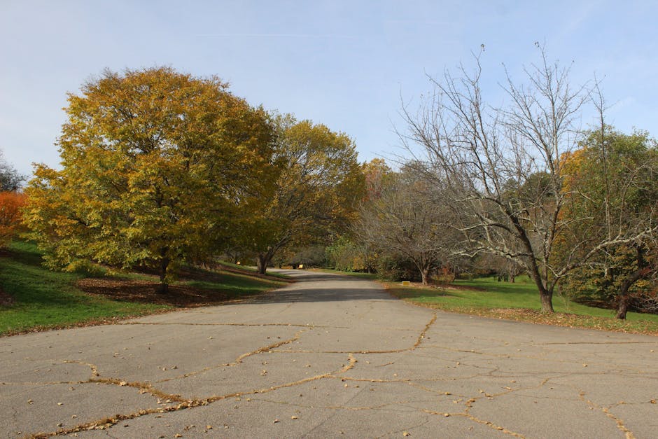 A wide, cracked asphalt driveway in an outdoor park-like setting during autumn, lined with a mix of deciduous trees on both sides; some trees are bare with no leaves, while others are fully leafed out with yellow and orange foliage. The scene is illuminated by natural daylight under a partly cloudy sky. The driveway extends into the distance, curving slightly to the left, surrounded by grassy areas. This outdoor environment may be used for home relocation or transport planning, with the natural setting providing an area for loading, unloading, or moving activities near residential properties. The image focuses on the landscape and the paved surface, with no visible vehicles, furniture, or moving equipment present.
